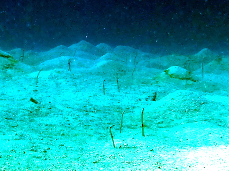 Garden Eel, Palau, 2013