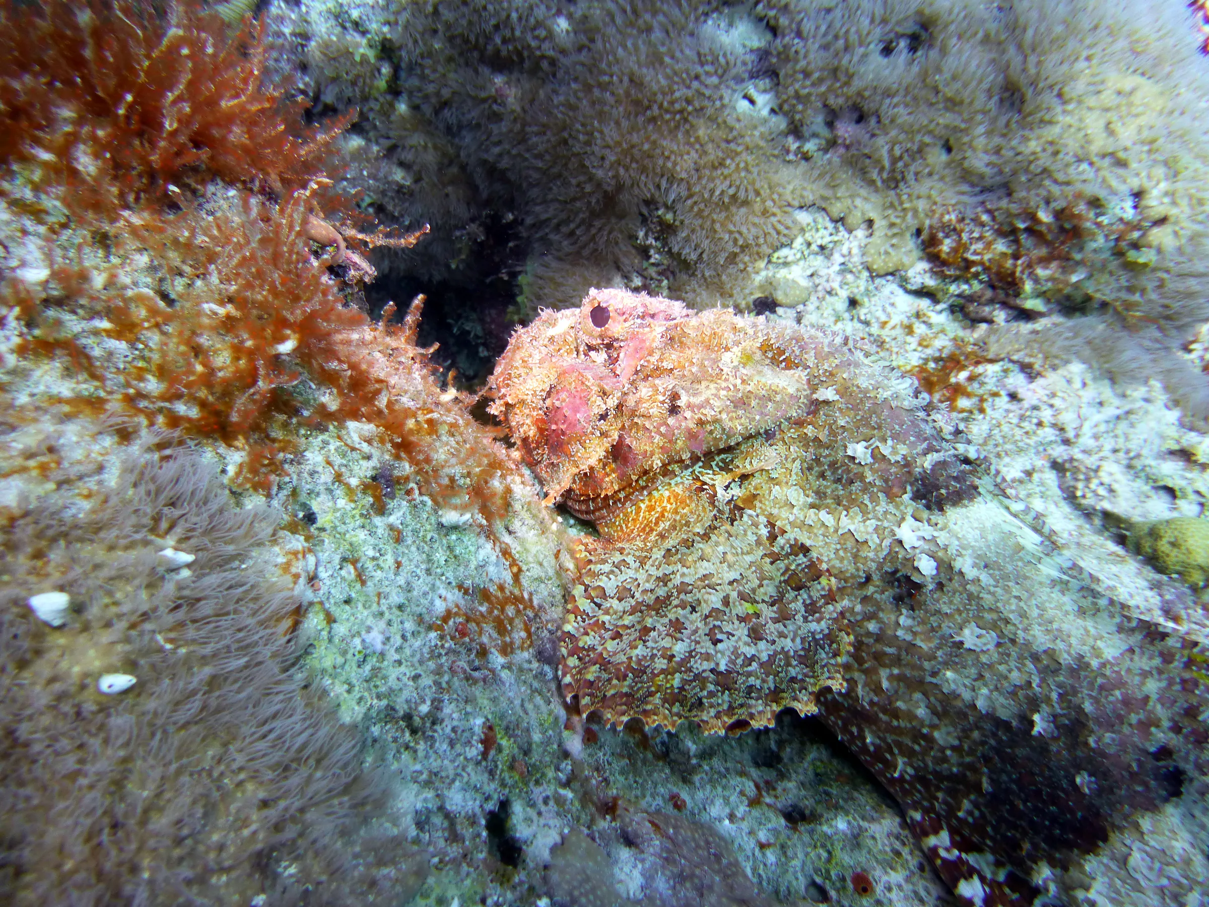 Scorpionfish, Bonaire, 2013