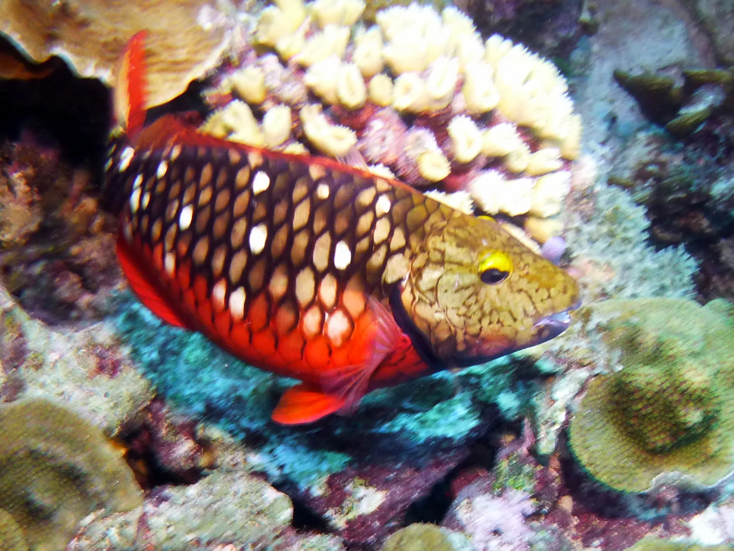 Parrotfish, Bonaire, 2013