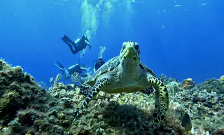 Underwater photograph by Joel Bergsma