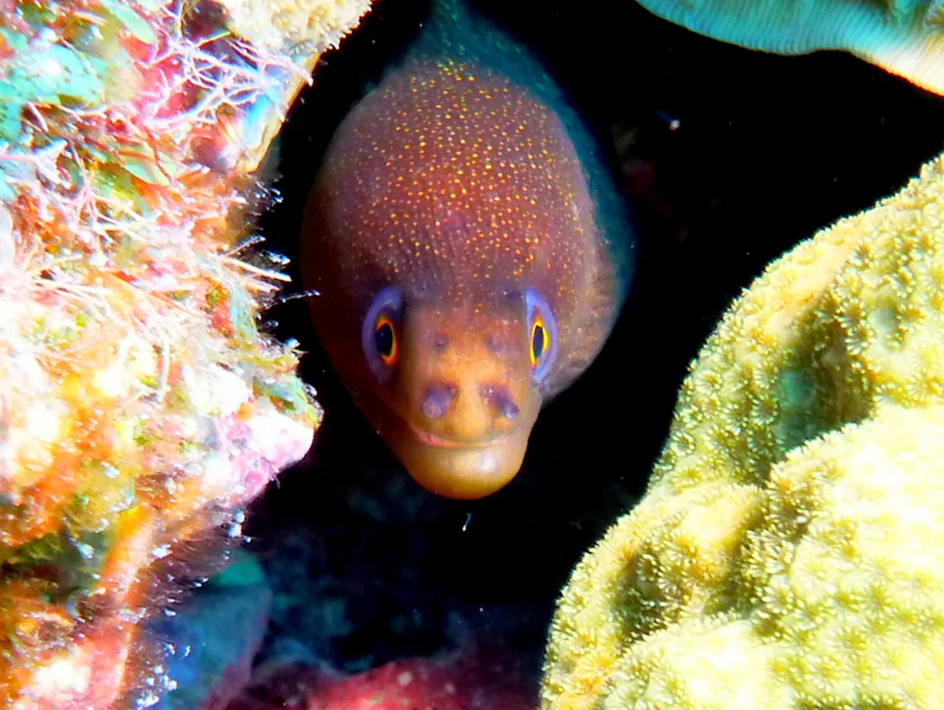 Bonaire underwater photograph, 2013