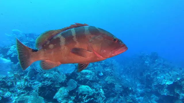 Nassau Grouper