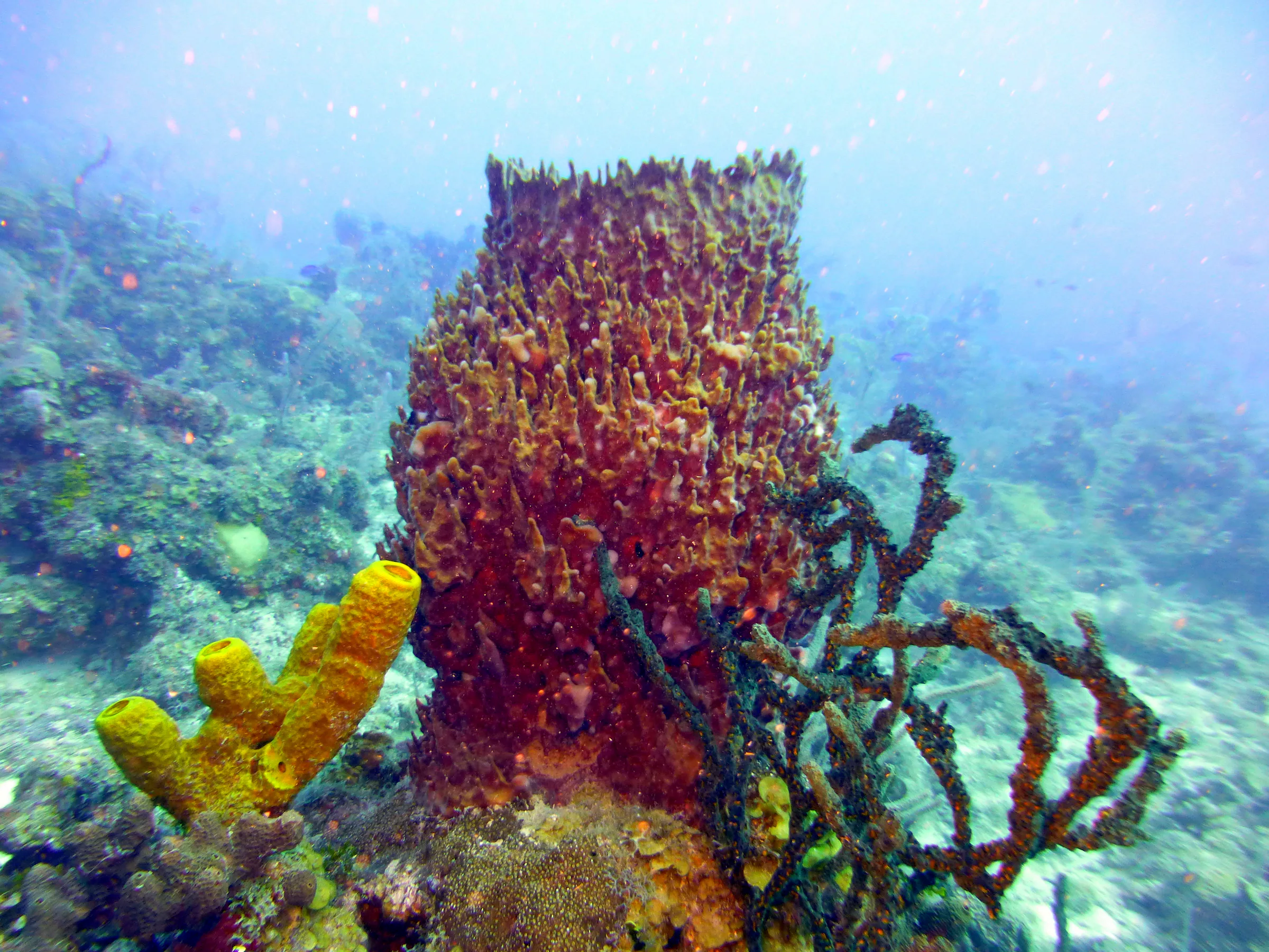 Barrel Sponge, Belize, 2017