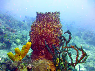 Underwater photograph by Joel Bergsma