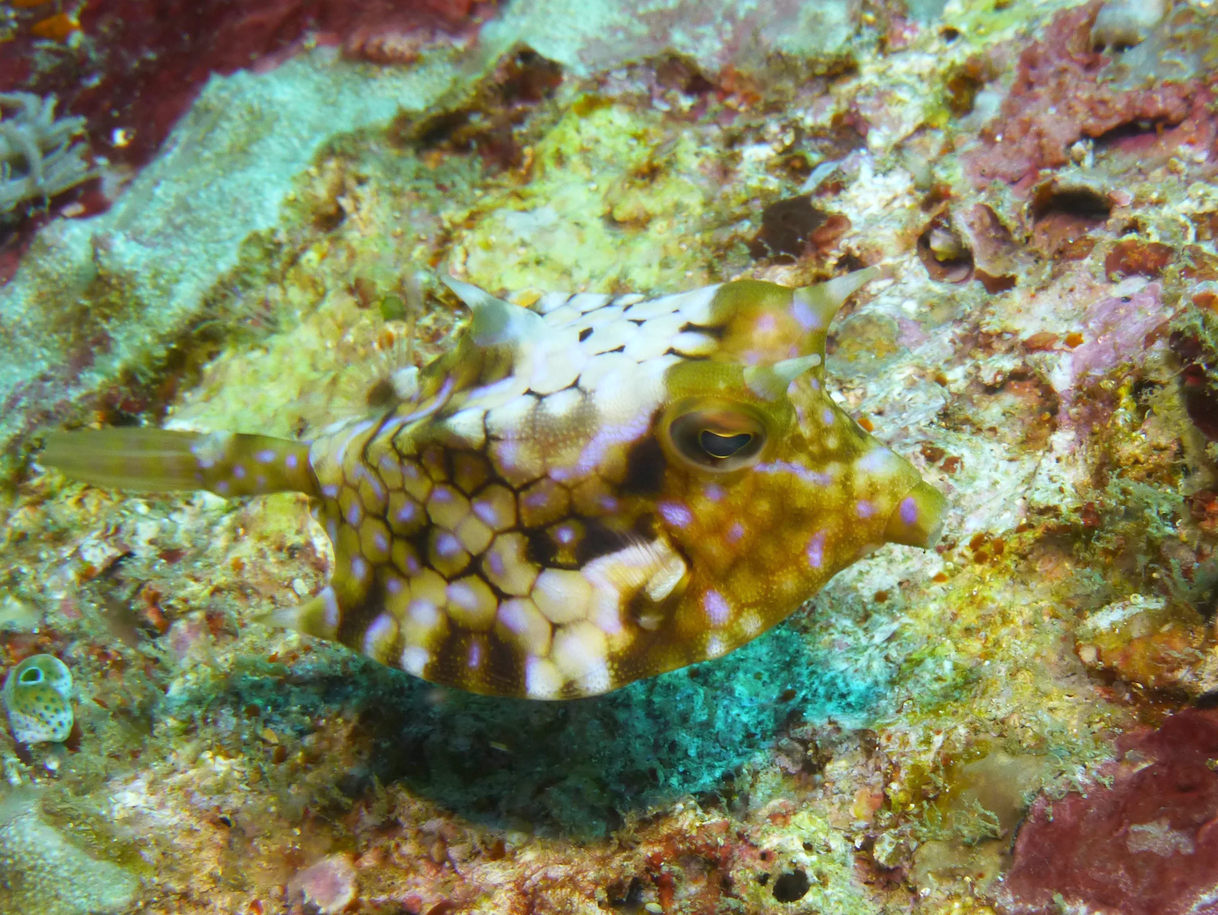 Cowfish.  "A sharp spine over each eye ... provides the common name cowfishes [to this species of boxfish]."  Gerald Allen, et al, Reef Fish Identification - Tropical Pacific (2003), pages 390, 393.