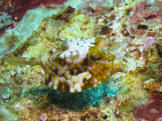 Cowfish.  "A sharp spine over each eye ... provides the common name cowfishes [to this species of boxfish]."  Gerald Allen, et al, Reef Fish Identification - Tropical Pacific (2003), pages 390, 393.