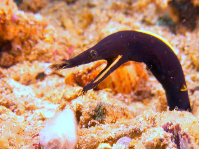 Underwater photograph by Joel Bergsma