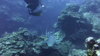 Nurse Shark