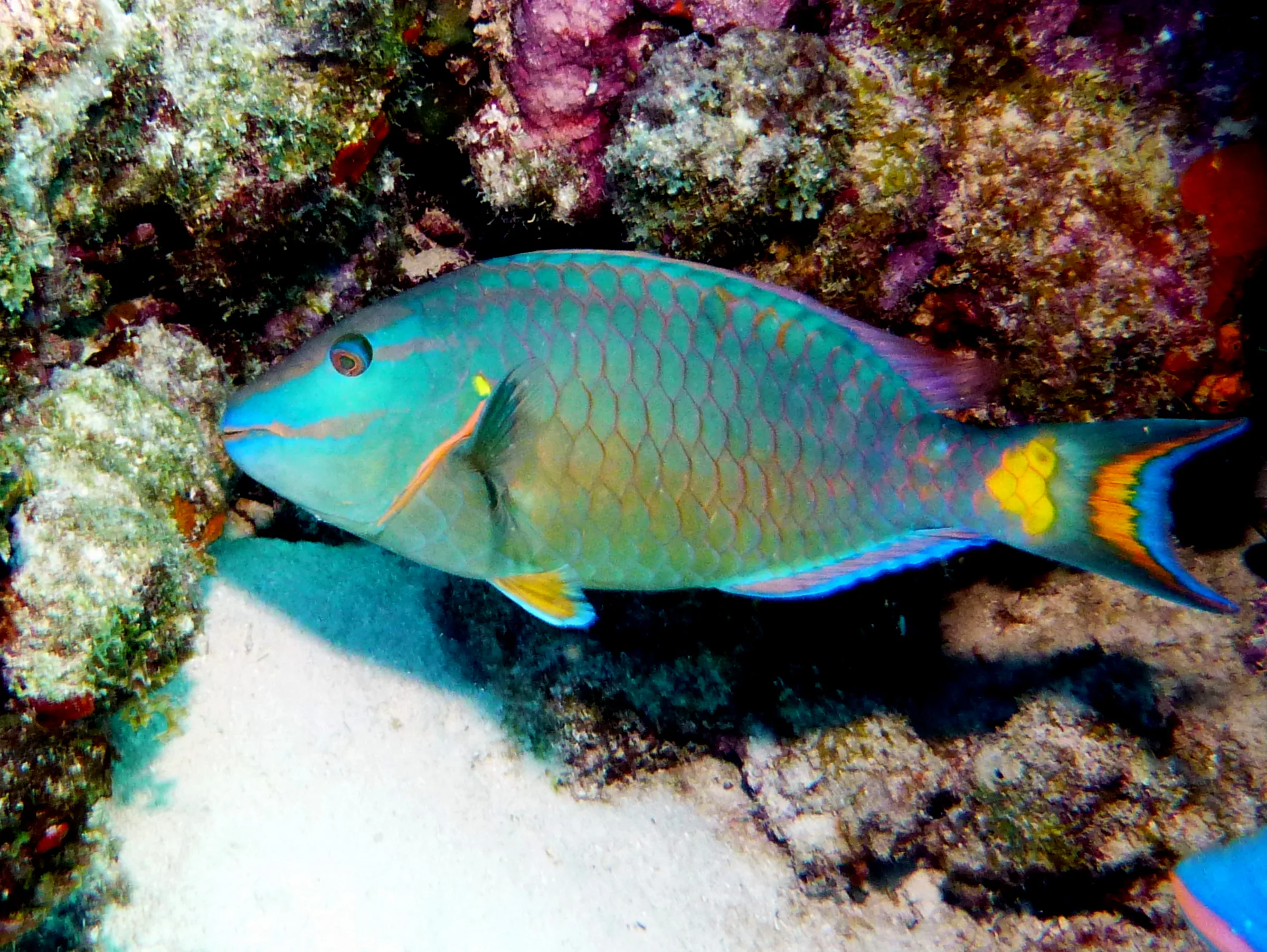 Parrotfish, Bonaire, 2013