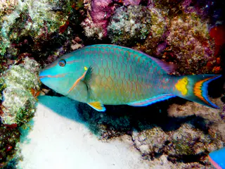 Underwater photograph by Joel Bergsma