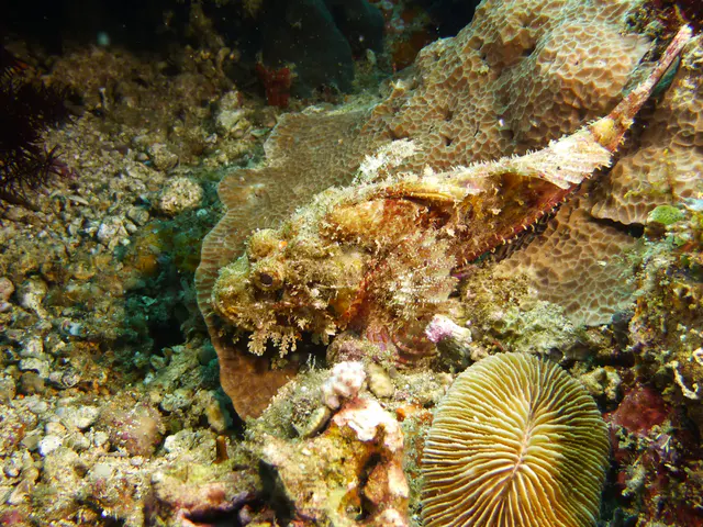 Underwater photograph by Joel Bergsma
