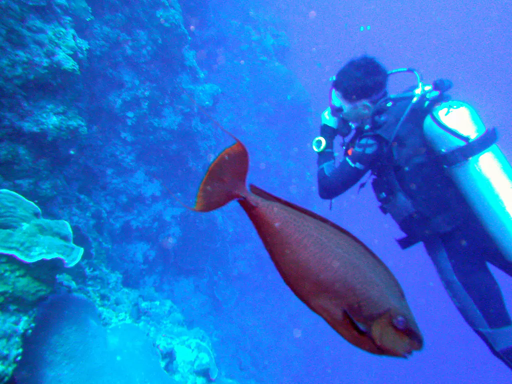 Triggerfish.  (Two blades on the tail.)