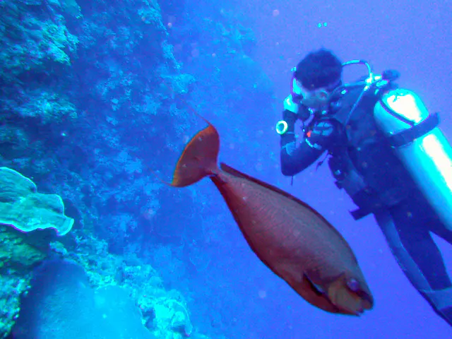 Triggerfish.  (Two blades on the tail.)