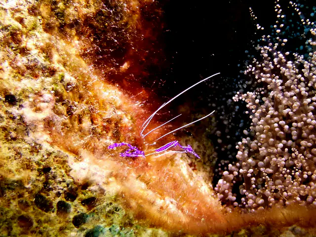 Underwater photograph by Joel Bergsma