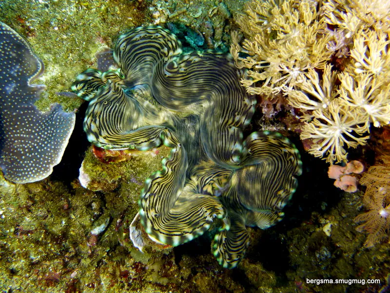 Philippines underwater photograph, 2019