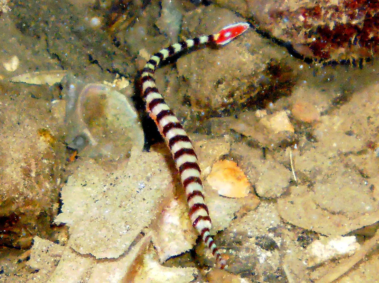 Ringed Pipefish eyes are visible in this photo. This Pipefish has a "red tail with white margin and a central white spot" and white alternating bars encircling the body. See Paul Humann, et al, Reef Creature Identification - Tropical Pacific (2010) at page 162.