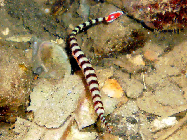 Ringed Pipefish eyes are visible in this photo. This Pipefish has a "red tail with white margin and a central white spot" and white alternating bars encircling the body.   See Paul Humann, et al, Reef Creature Identification - Tropical Pacific (2010) at page 162.