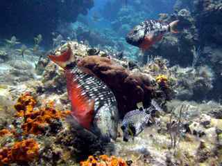 Stoplight Parrotfish (initial phase) and a Smooth Trunkfish