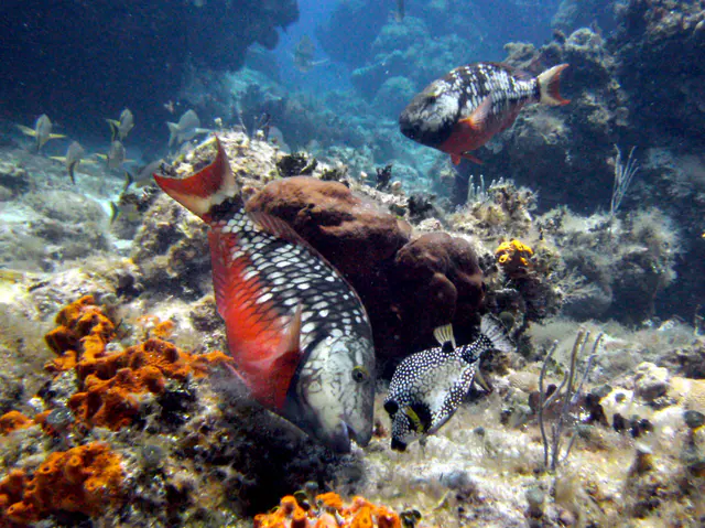 Stoplight Parrotfish (initial phase) and a Smooth Trunkfish