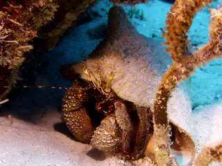 Underwater photograph by Joel Bergsma