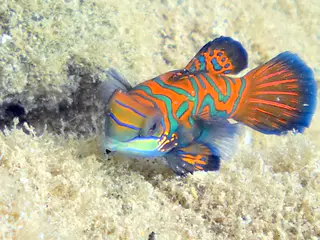 Mandarinfish. See Gerald Allen, et al, Reef Fish Identification - Tropical Pacific (2003) at page 289.