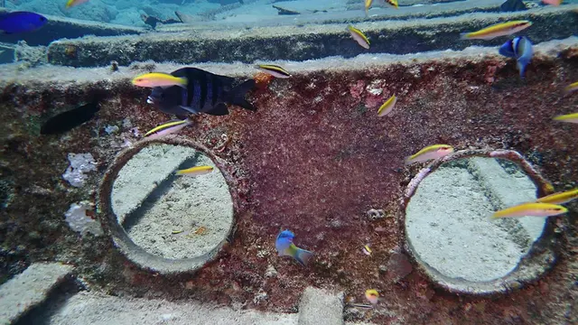 Wrasse feed on Seargant Major's eggs