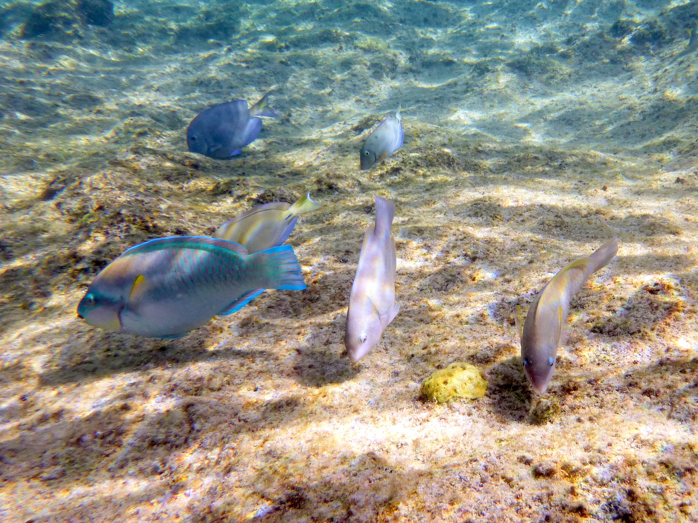 Parrotfish, Bonaire, 2013