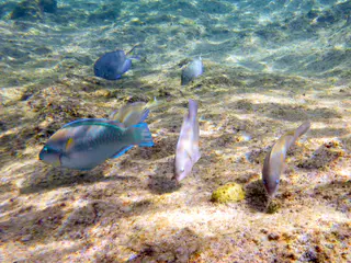 Underwater photograph by Joel Bergsma