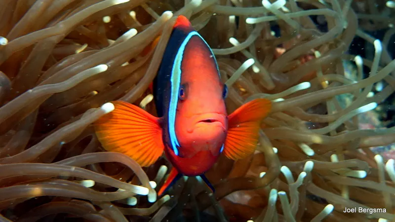 Underwater photograph by Joel Bergsma