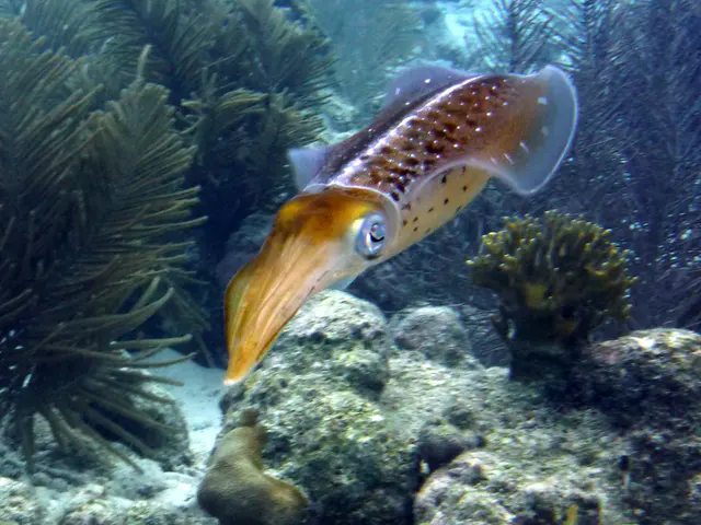 Underwater photograph by Joel Bergsma