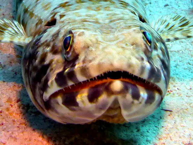 Underwater photograph by Joel Bergsma