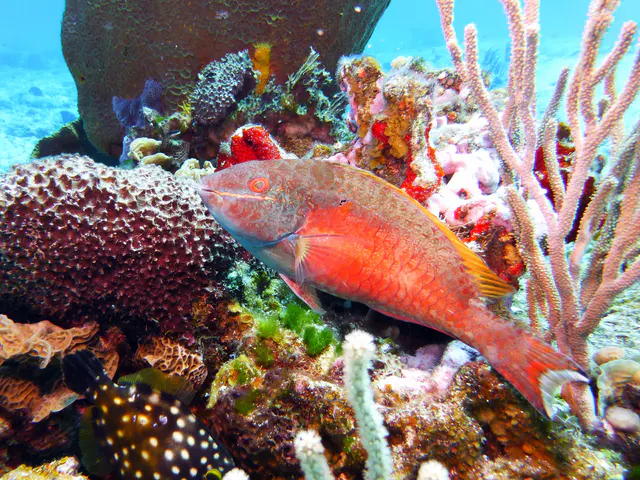Underwater photograph by Joel Bergsma