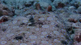Flounder