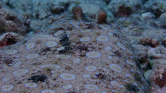 Flounder