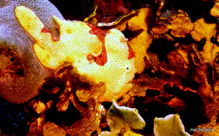 Underwater photograph by Joel Bergsma