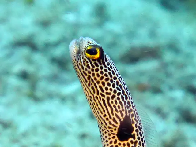 Underwater photograph by Joel Bergsma