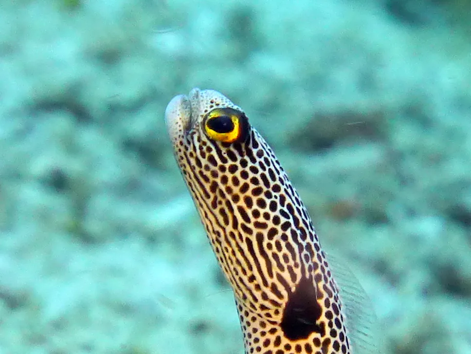 Garden Eel, Philippines, 2014