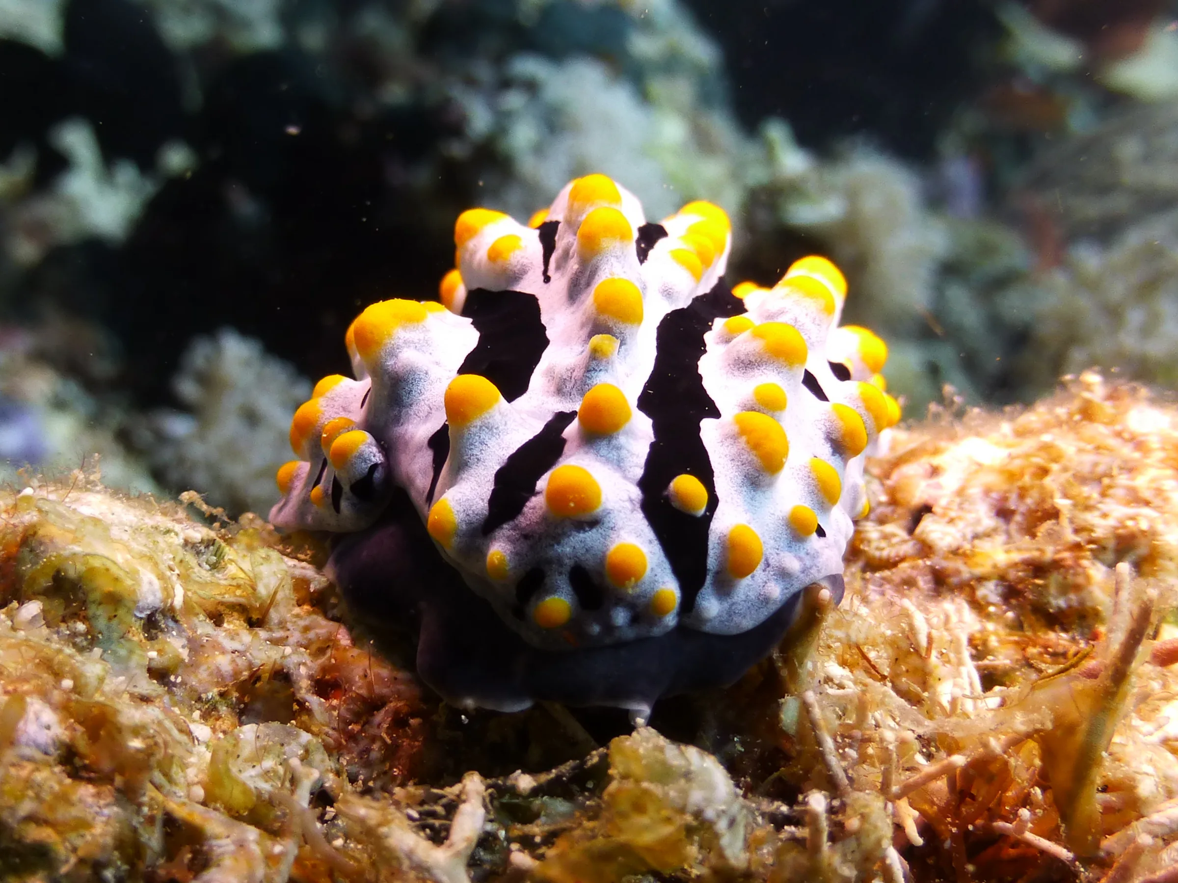 Nudibranch, Philippines, 2014