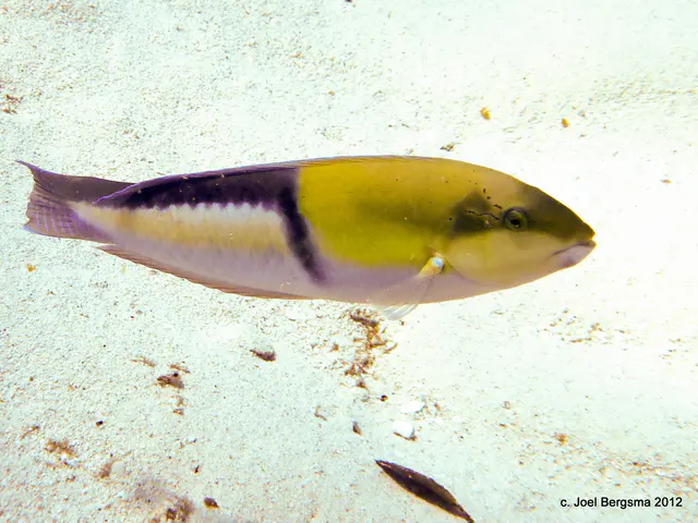 Yellowhead Wrasse
