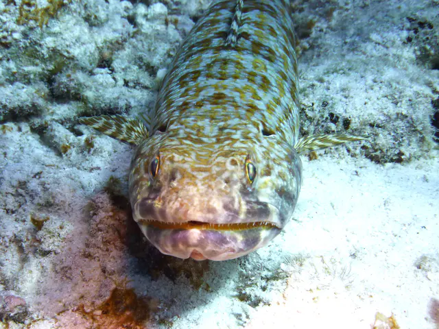 Underwater photograph by Joel Bergsma