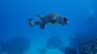 Underwater photograph by Joel Bergsma