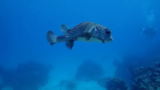 Underwater photograph by Joel Bergsma