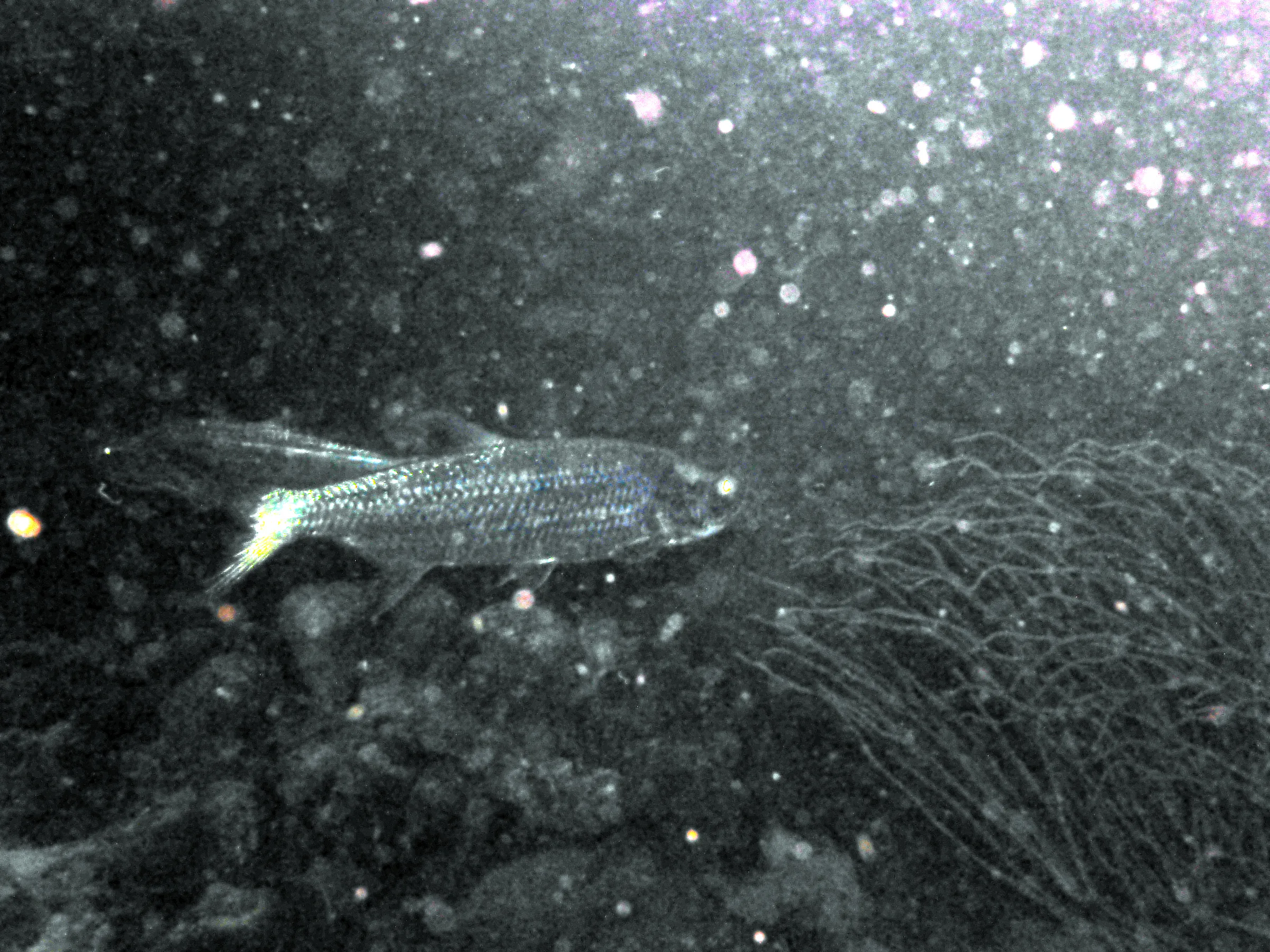 Bonaire underwater photograph, 2013