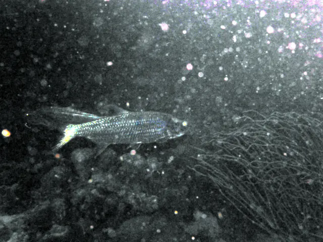 Underwater photograph by Joel Bergsma