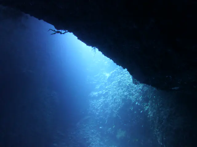 Underwater photograph by Joel Bergsma