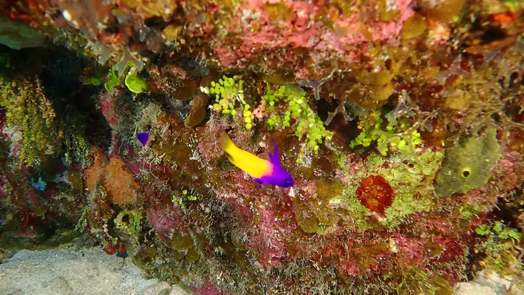 Fairy Basslet