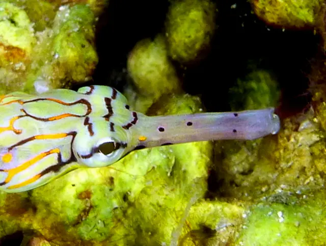 Underwater photograph by Joel Bergsma