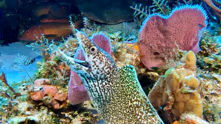 Underwater photograph by Joel Bergsma