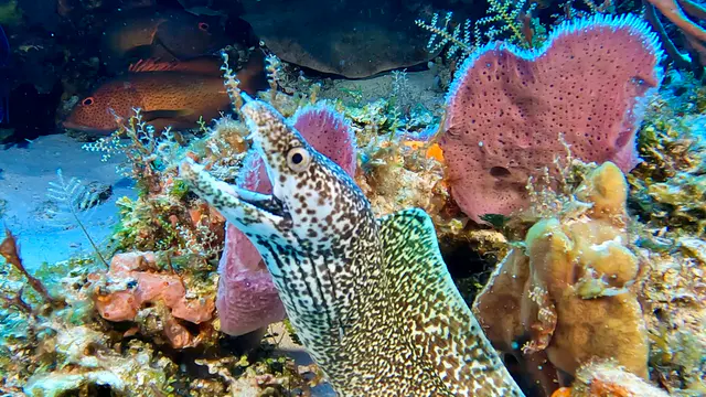Underwater photograph by Joel Bergsma