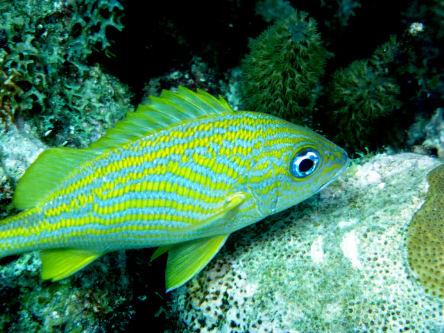Underwater photograph by Joel Bergsma